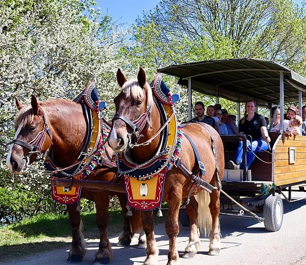 Kutschfahrten bei Berg